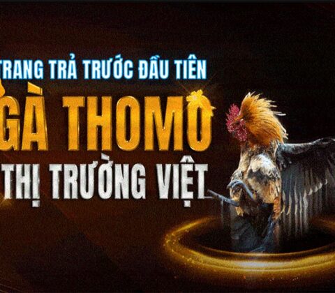 Alo789vn.net - Trang nhà cái đá gà hàng đầu Việt Nam hiện nay